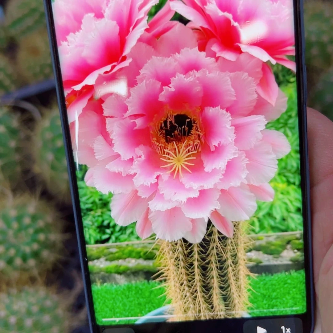 下69毛大仙女根5公分左右脱土发货歪斑点20包邮