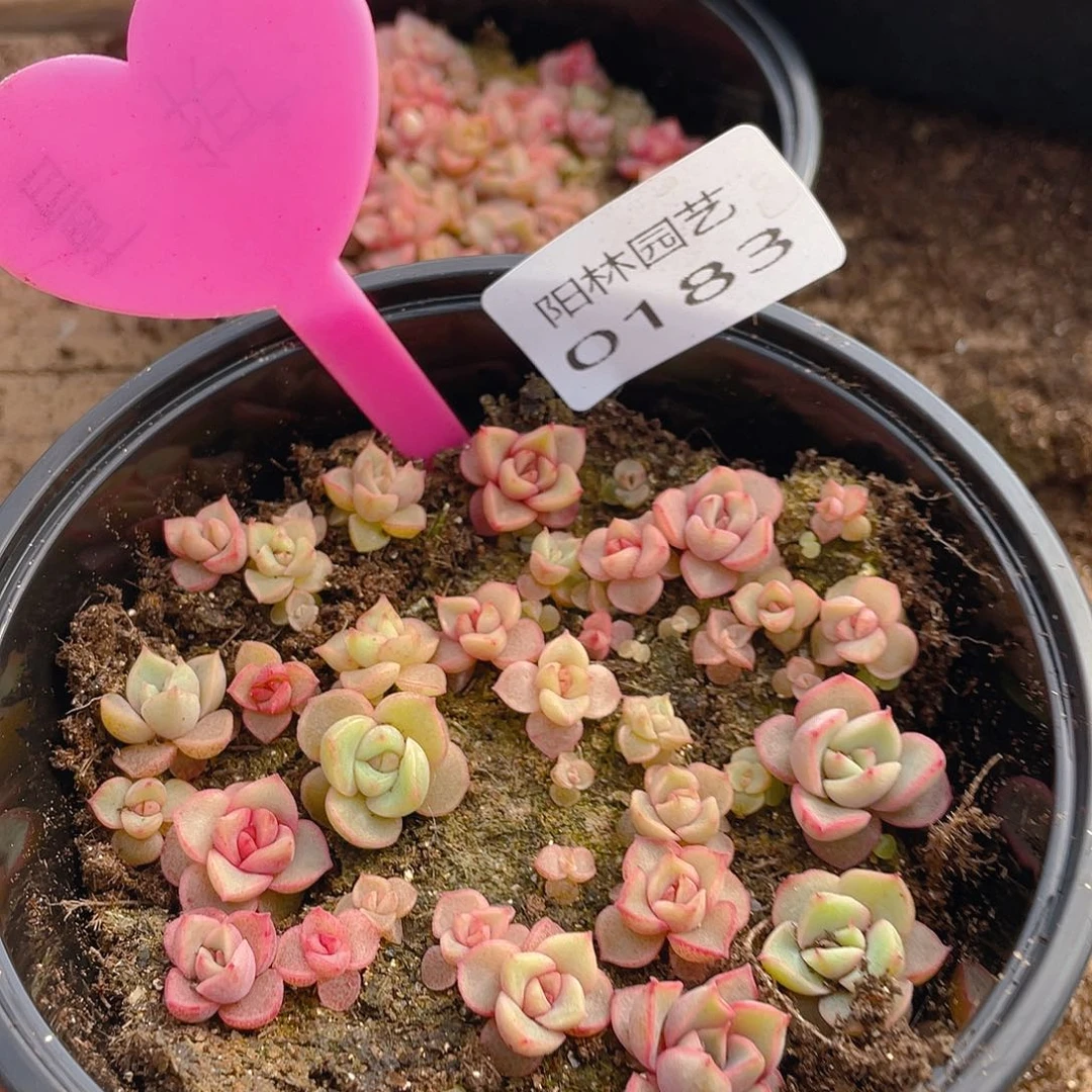 量拍多肉植物多肉植物183