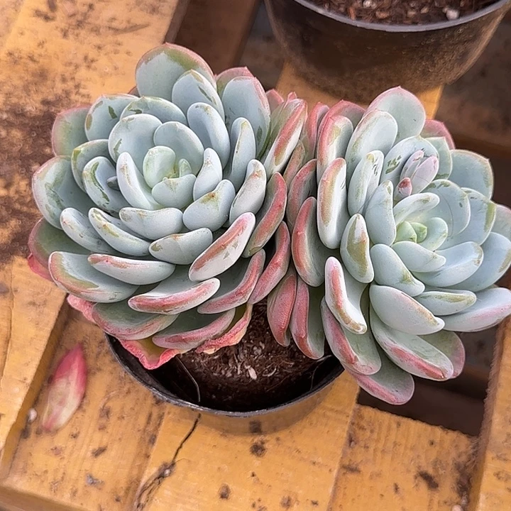 奥城惊鸿一物一拍包装收缩花旱