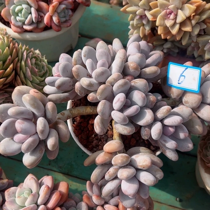 6桃美人平平安安的