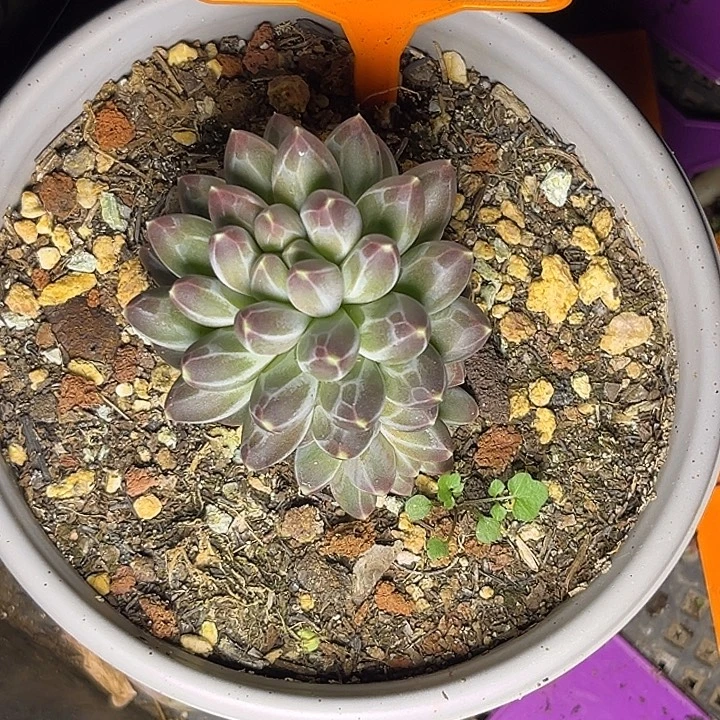 多肉植物申公豹511