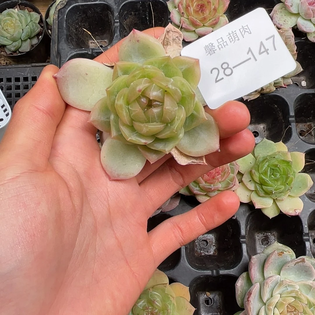 多肉一物一拍28-147