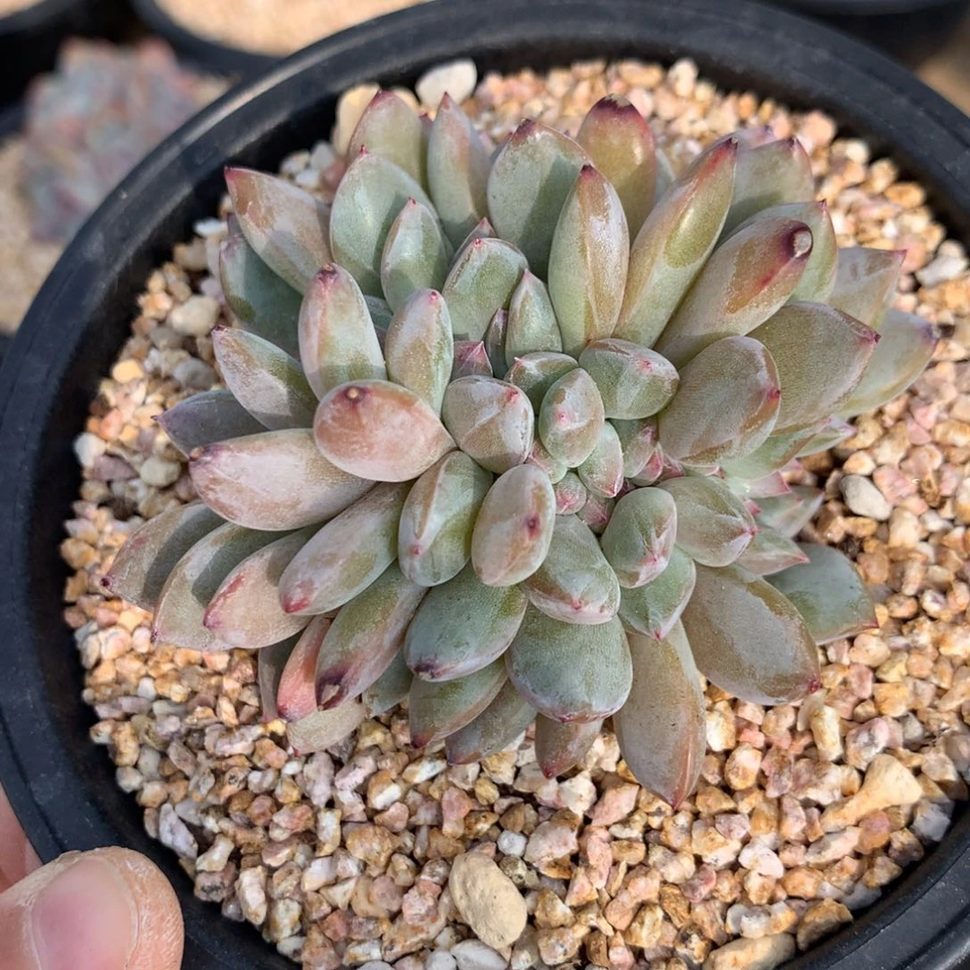 峰***子突尼斯缀化发货多肉