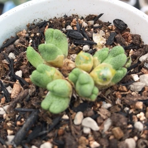 多肉肉锥 16头草莓斑马