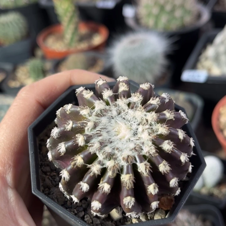 仙人球一物一拍实生