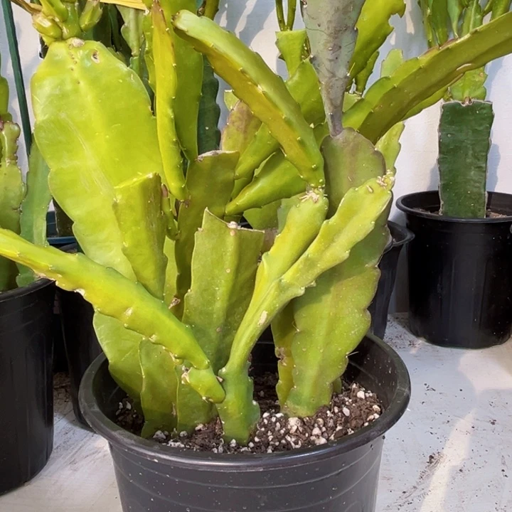 当前无花栽培后可以开花4