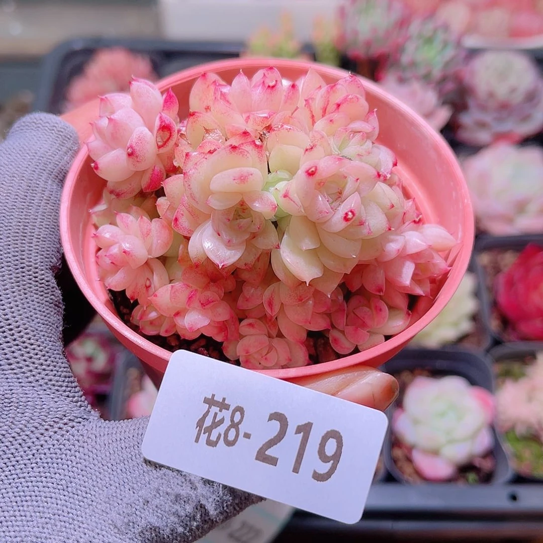 花08-219麦秆群生