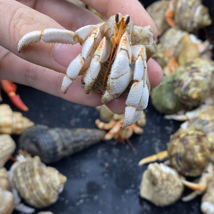 2.3口毛里求斯草莓