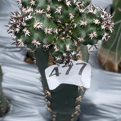 477号袖蒲苗接短豪刺青花虾大群8厘米左右