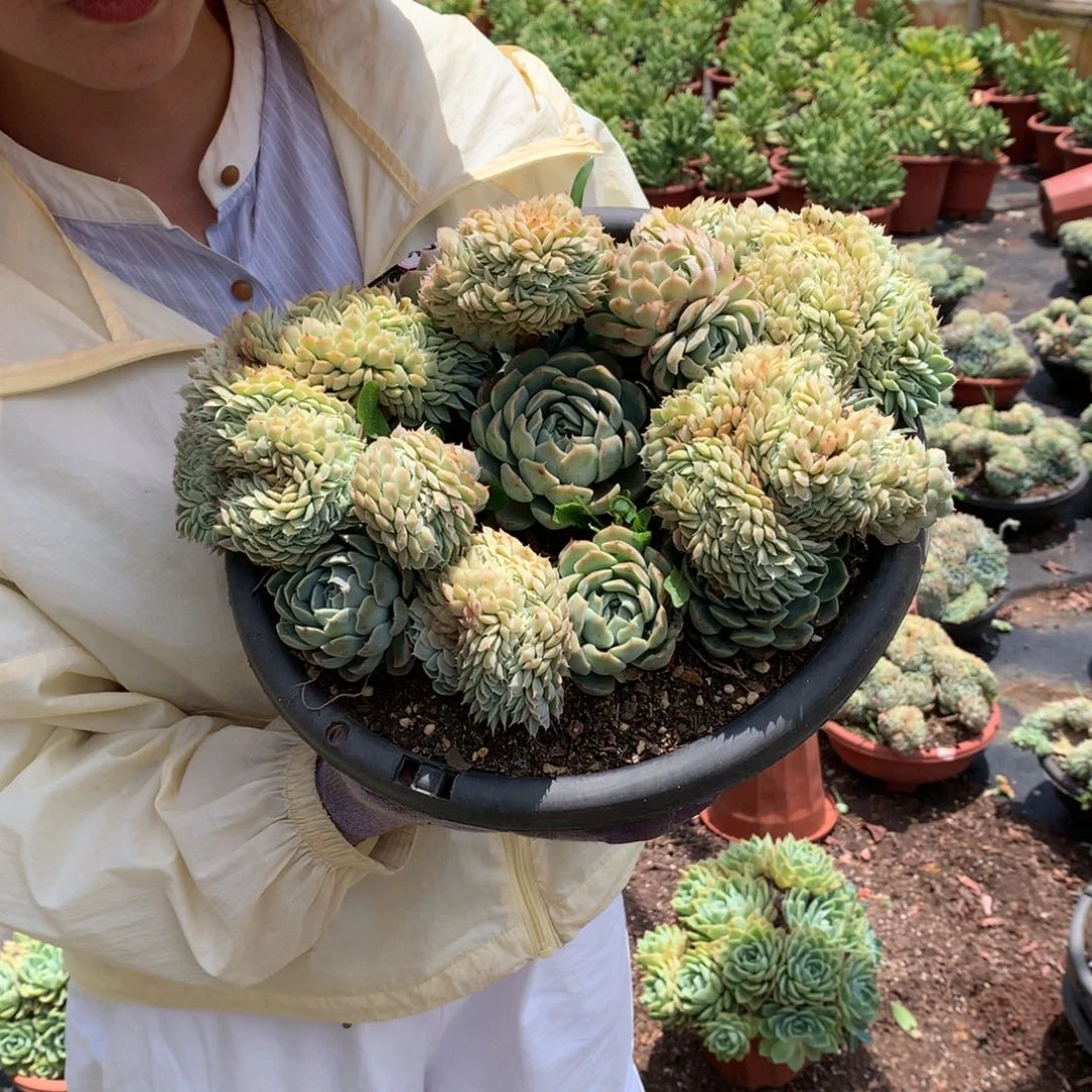 香妃月影缀化22.8 多肉植物