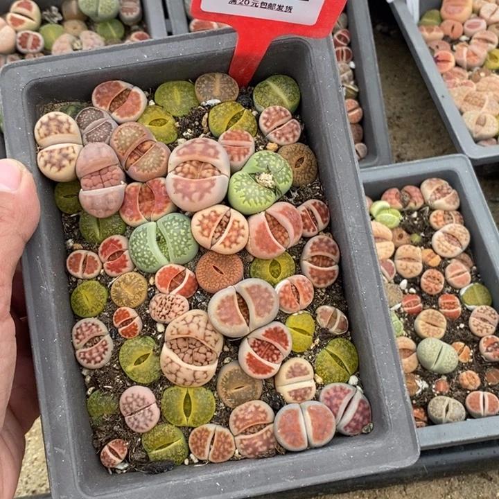 遇*·1882长生石花小苗