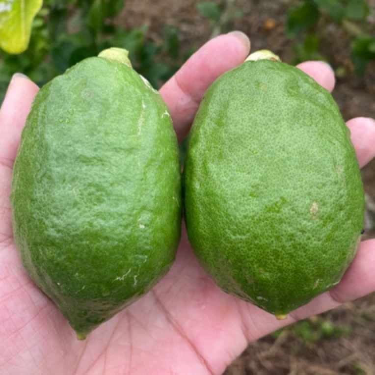 正宗广东香水柠檬5斤一级果二级果茶饮店商用果新鲜现摘青柠檬