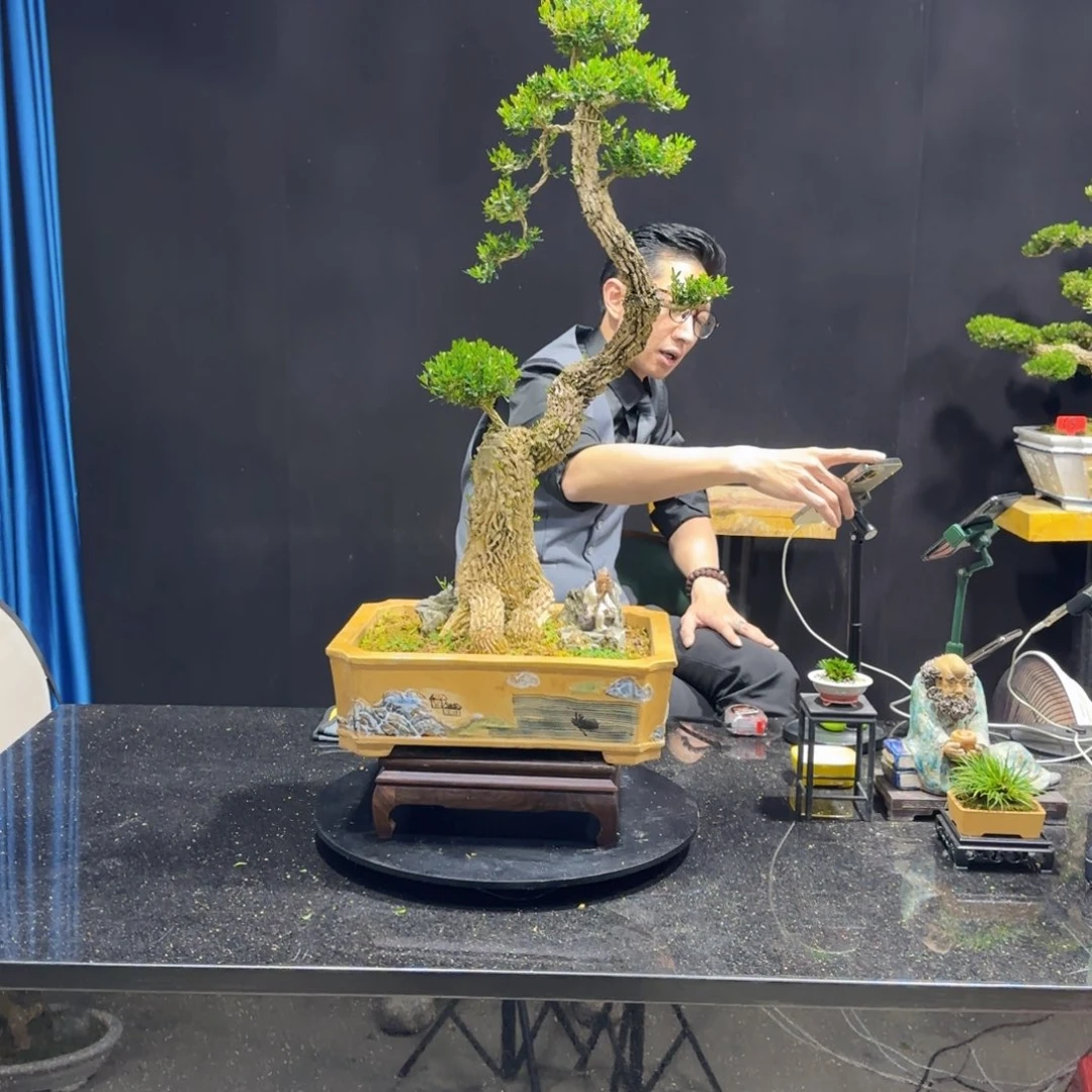 黄杨室内室外盆景艺术