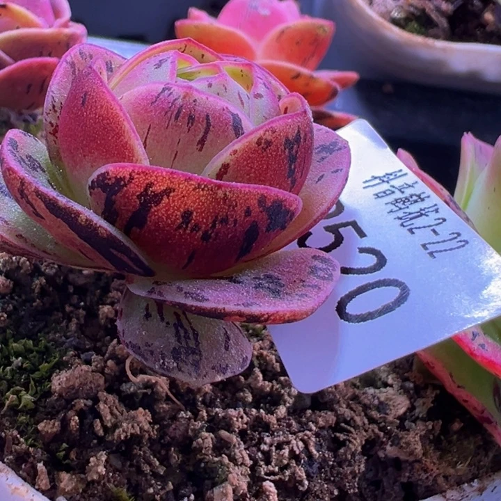 落*HR520不知名下播福利