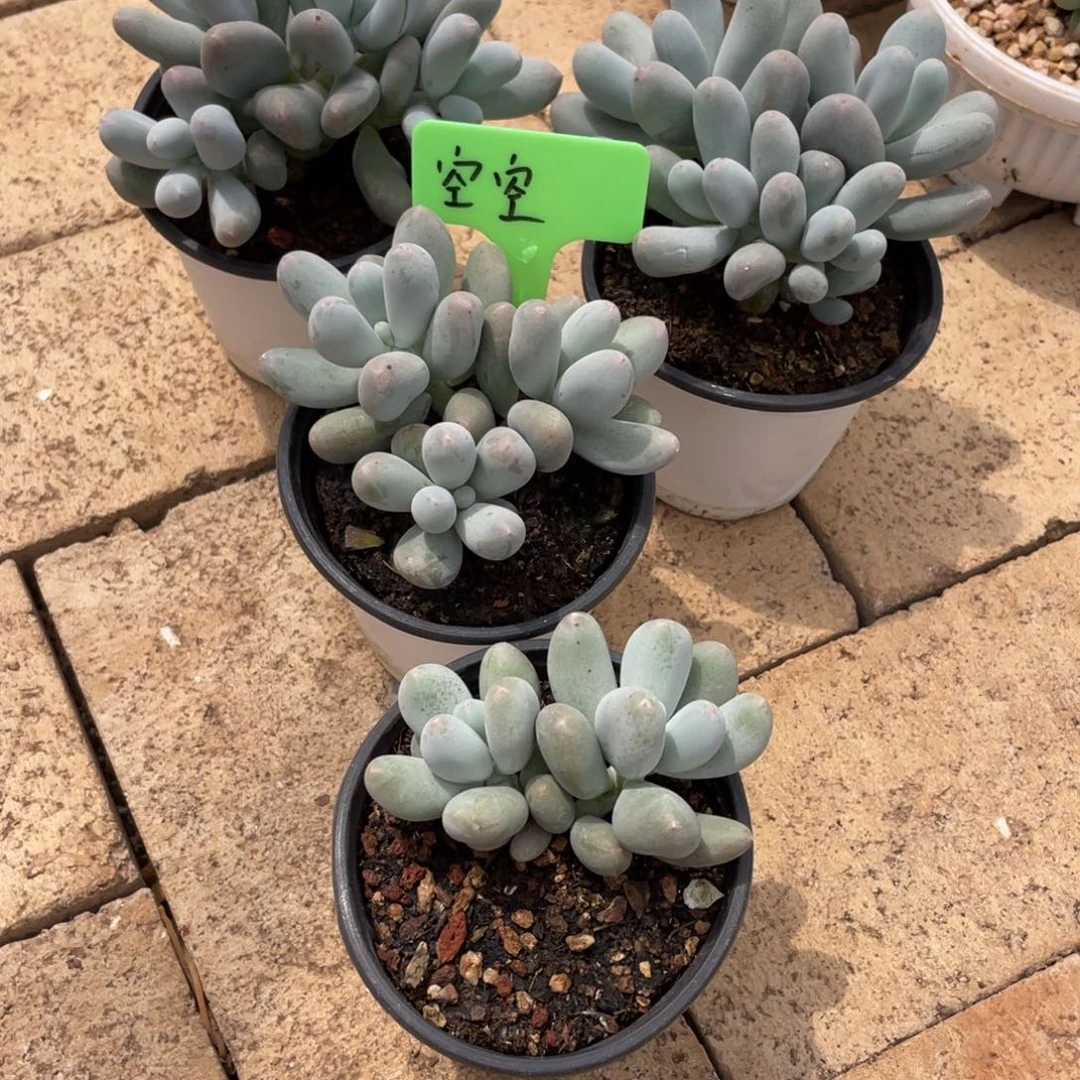 多肉植物米可奶6666666