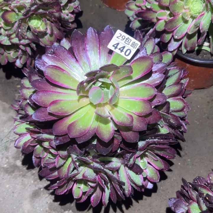 孔雀翎……多肉植物