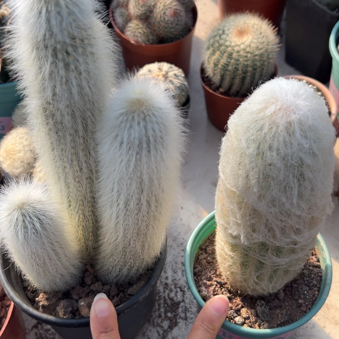 零零落落 零零落落