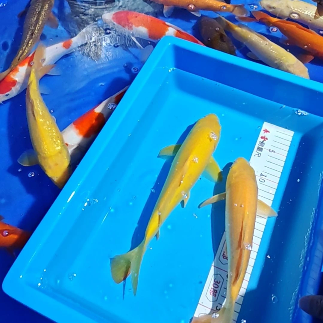 海水鱼不包邮邮费到付