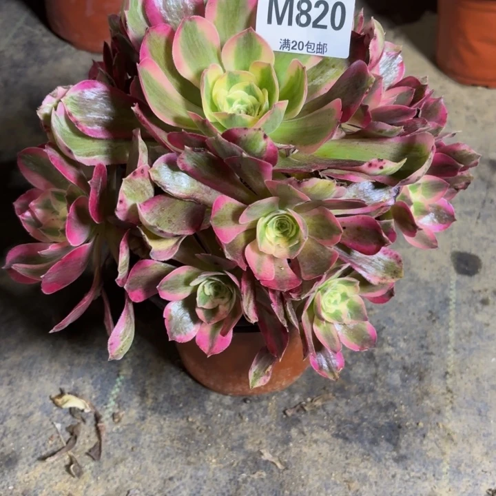 瑞妈，。。。。。820？。。