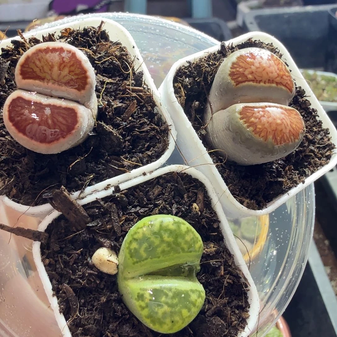 @***.多肉葡萄多水果葡萄188