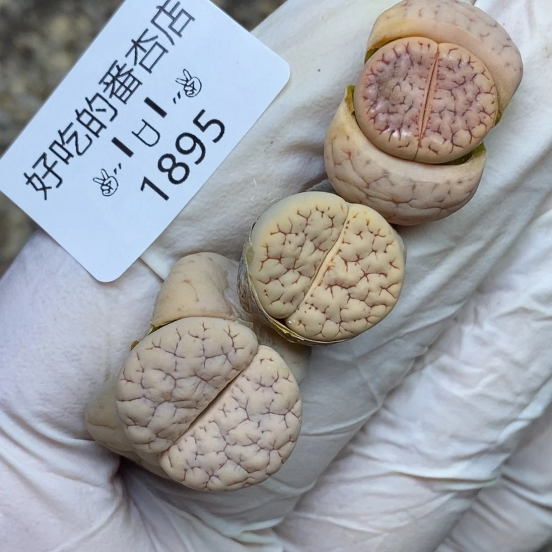 1895。零下拍保温.18包邮.当天凑哦