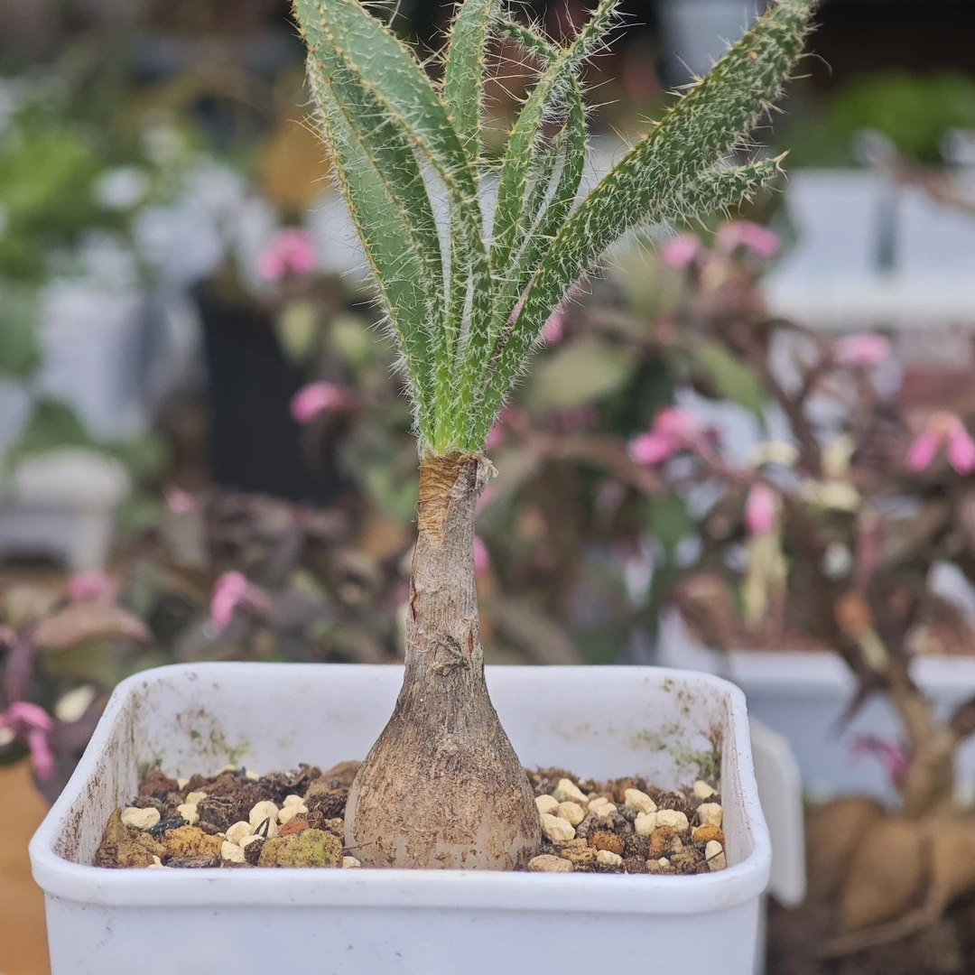 金刚钻Gethyllis setosa G属弹簧草球根多肉植物一物一拍 2cm左右