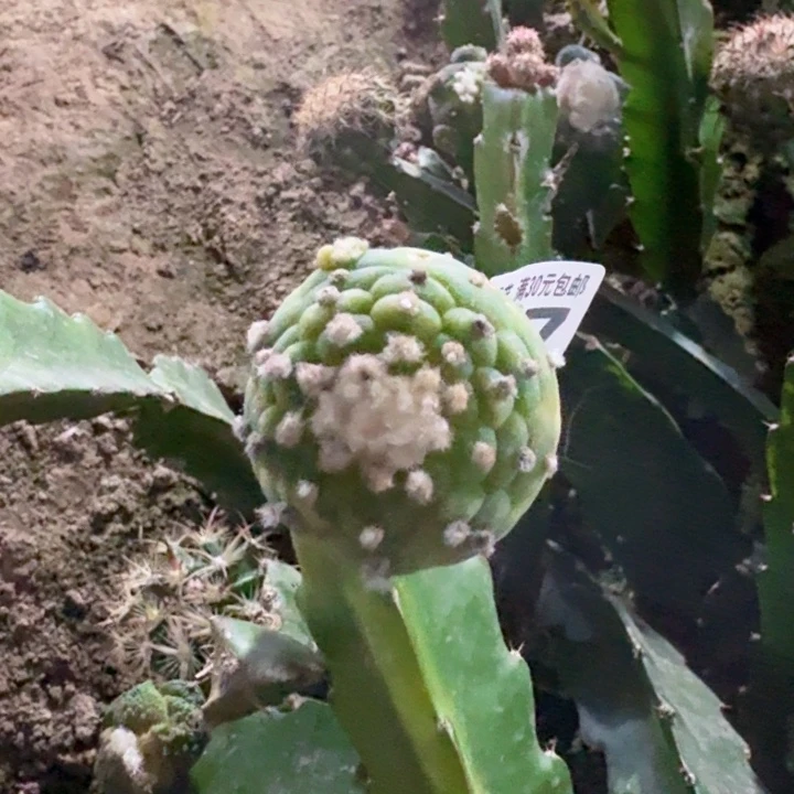 697小尤佛头仙锦