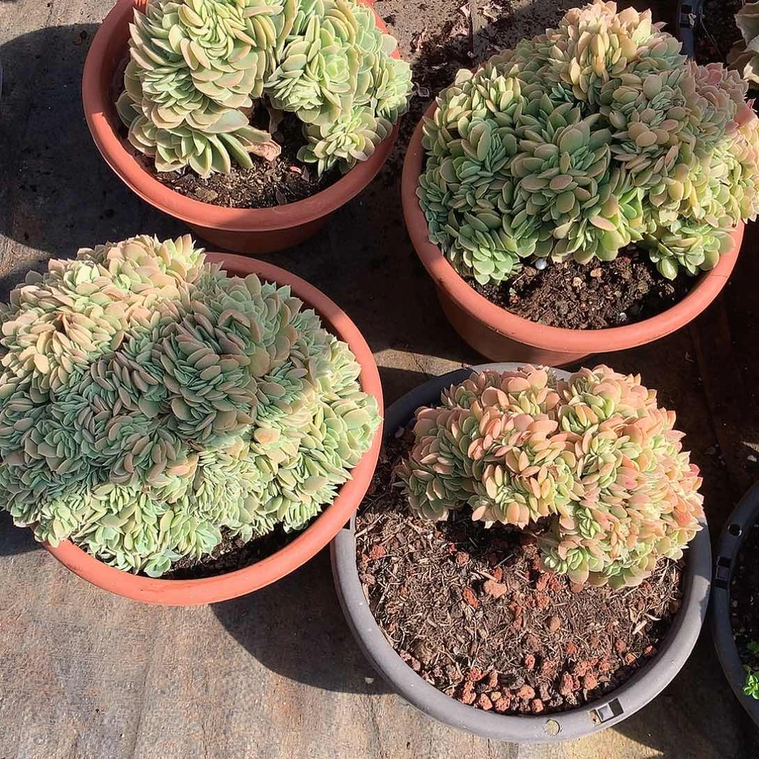 星纳塔缀化58米  年底福利