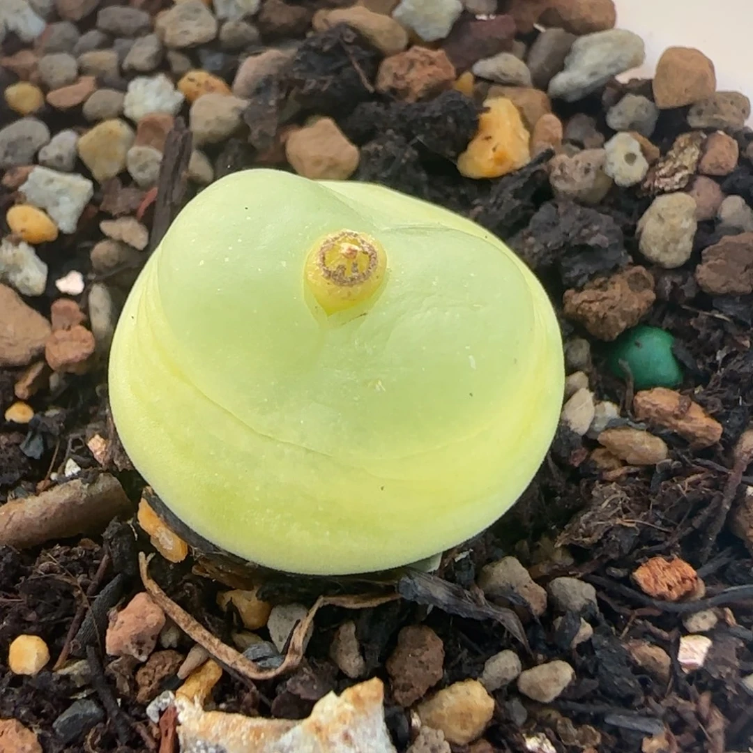 多肉拉登1.8大漏36号