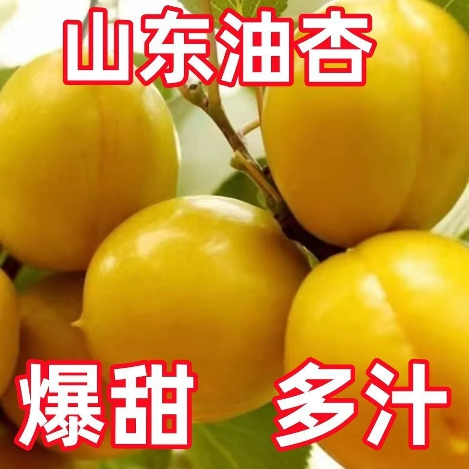 【直播福利】山东油杏珍珠油杏应季孕妇水果纯甜多汁现采现发