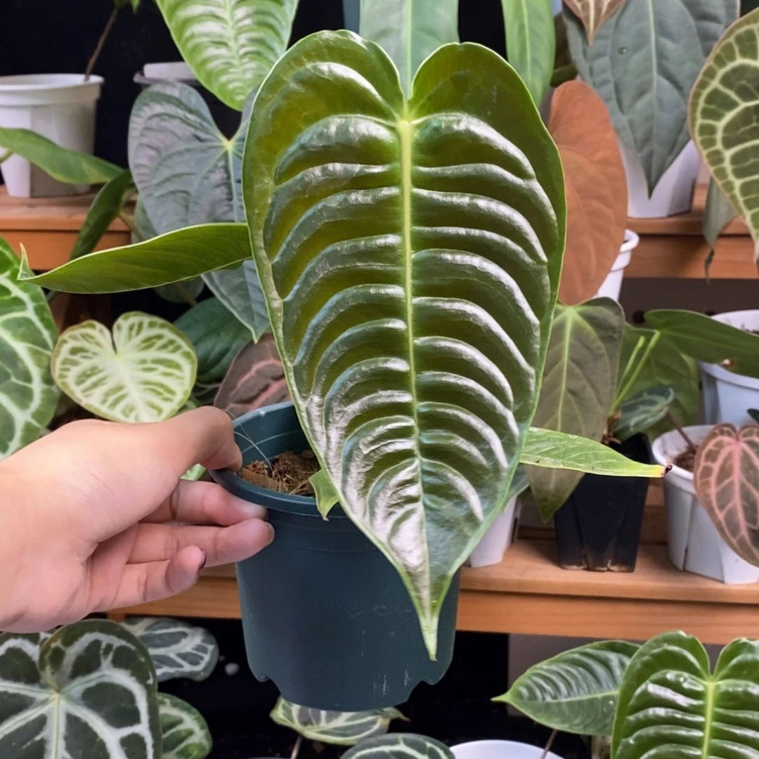 不开花植物火鹤王