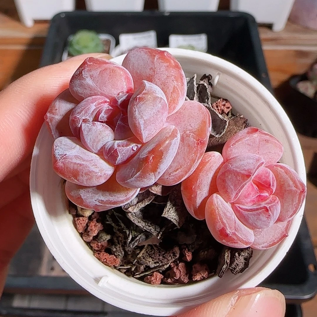 1106--12石榴籽星影