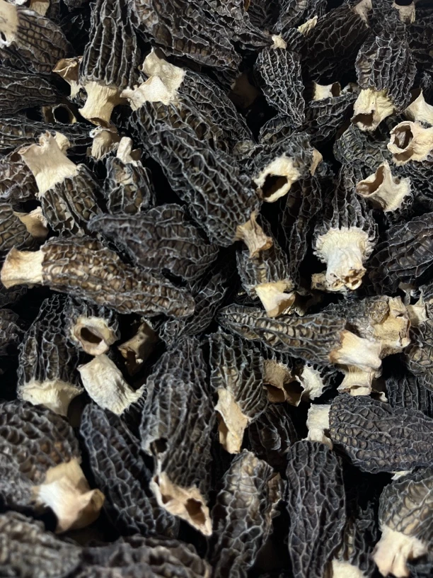 头茬厚肉六妹羊肚菌0616