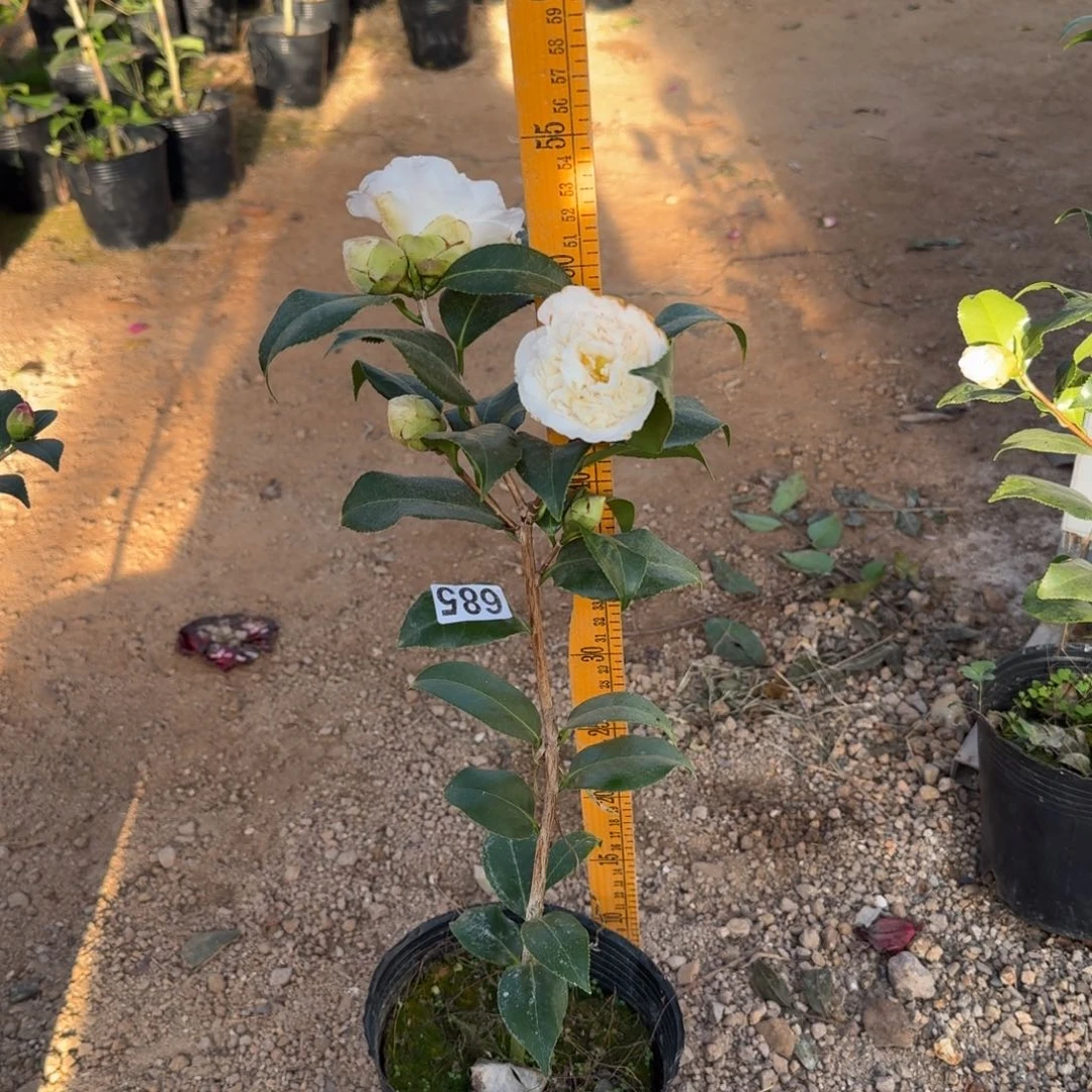 少量花朵（建议范围：2朵-5朵 或40%以下）685黄绣球