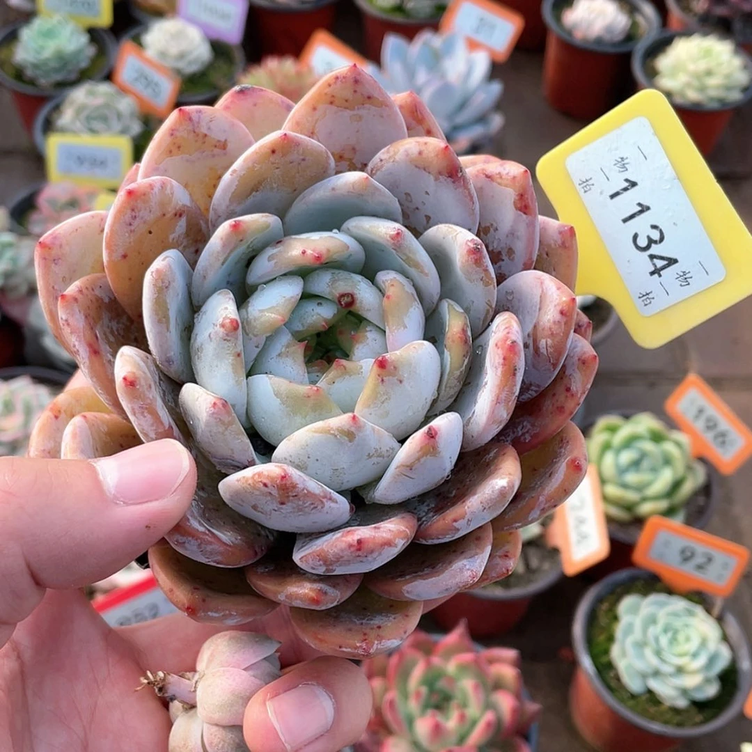 【闪购商品】1134号