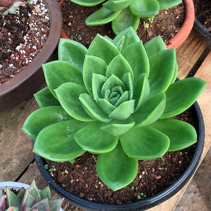 美肉特价活动开始了