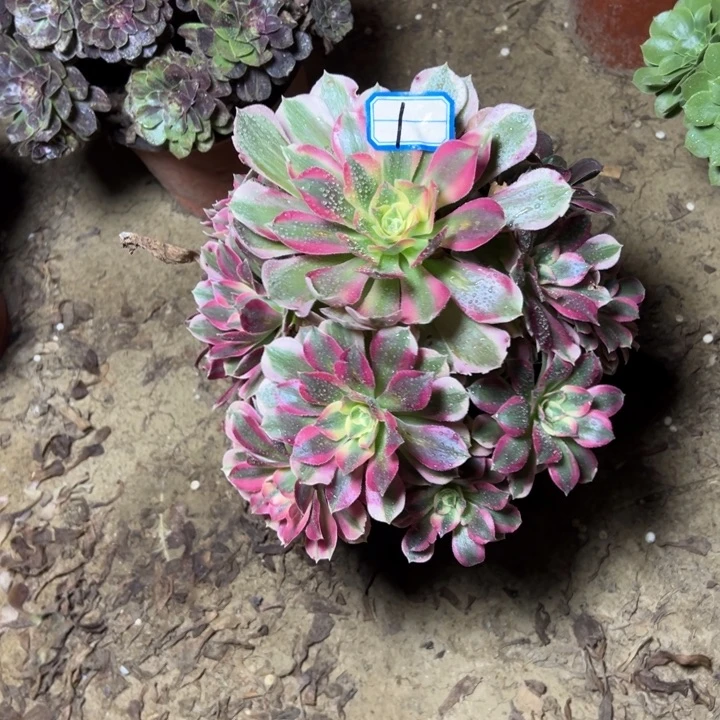 多肉植物法粉妖月1