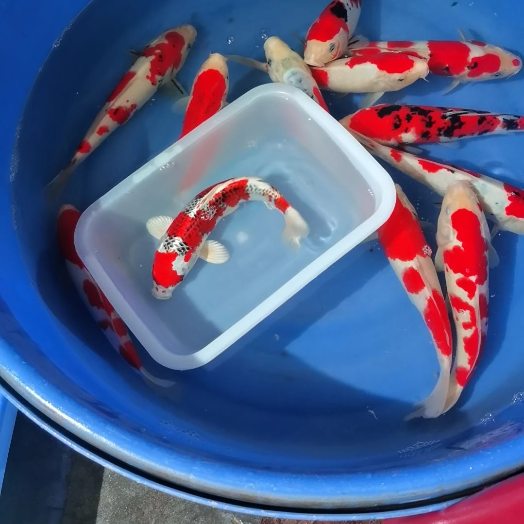 锦鲤海***塘精品孔雀一条