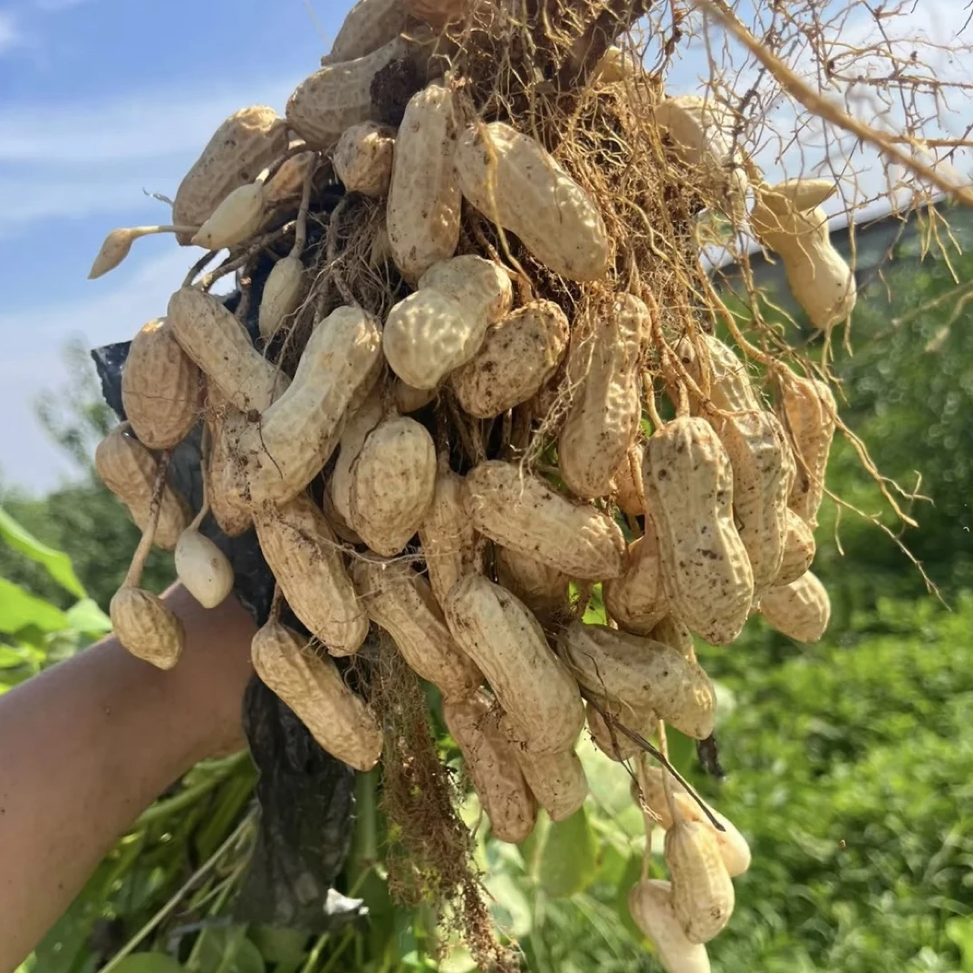 现挖现发新鲜粉皮带壳新鲜花生生吃清脆水煮软糯香甜