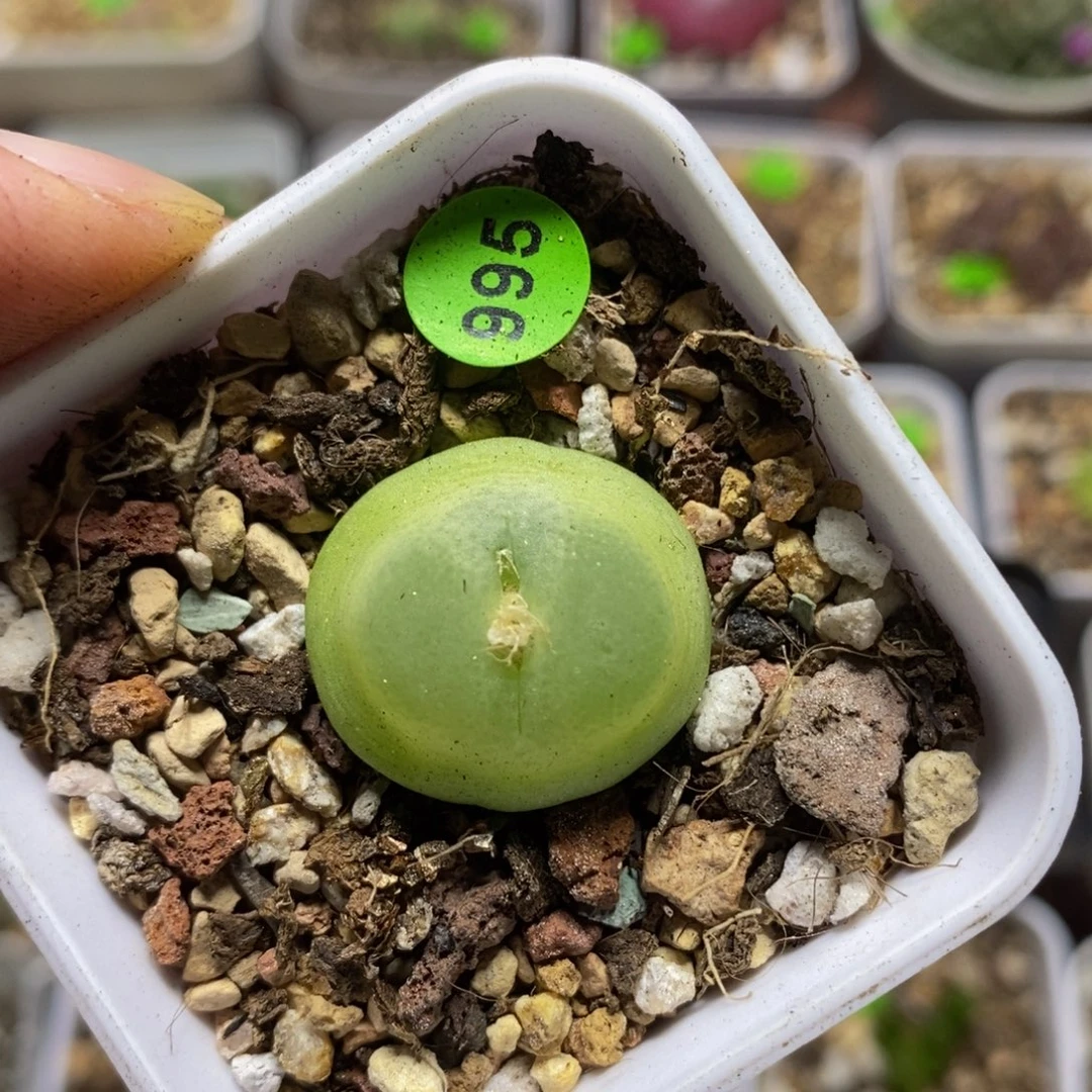 拉登2.2多肉植物995
