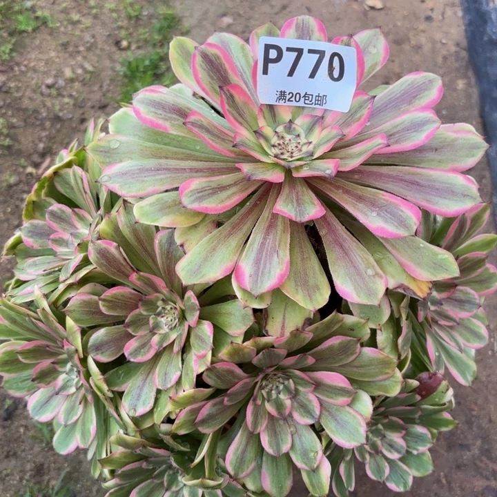 光****瑞妈多肉植物。770沙皇