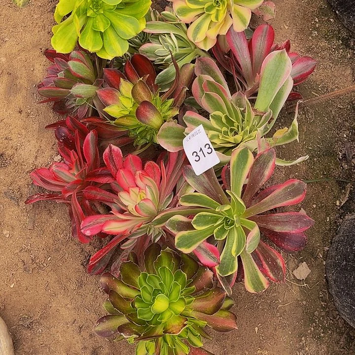 法师进锦多肉组合品种重复313