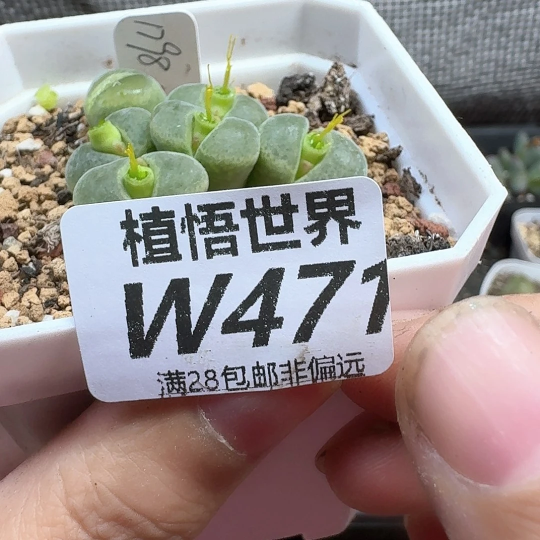 多肉植物的润泽恶搞fg