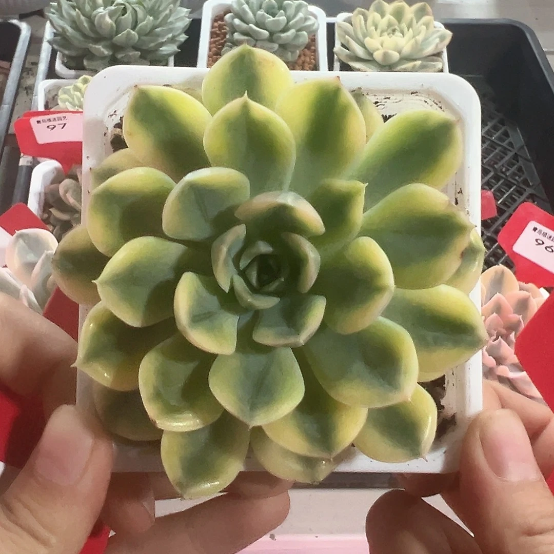98号抹茶菩提锦多肉植物