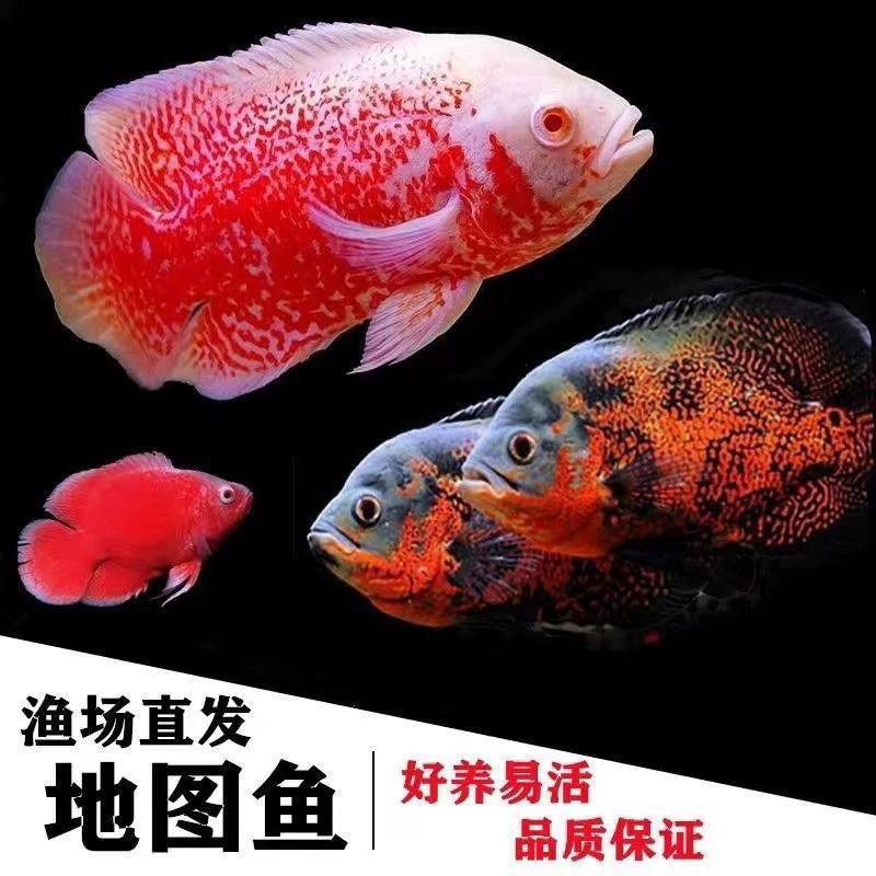 地图鱼活体黑白色中大型淡水热带观赏鱼