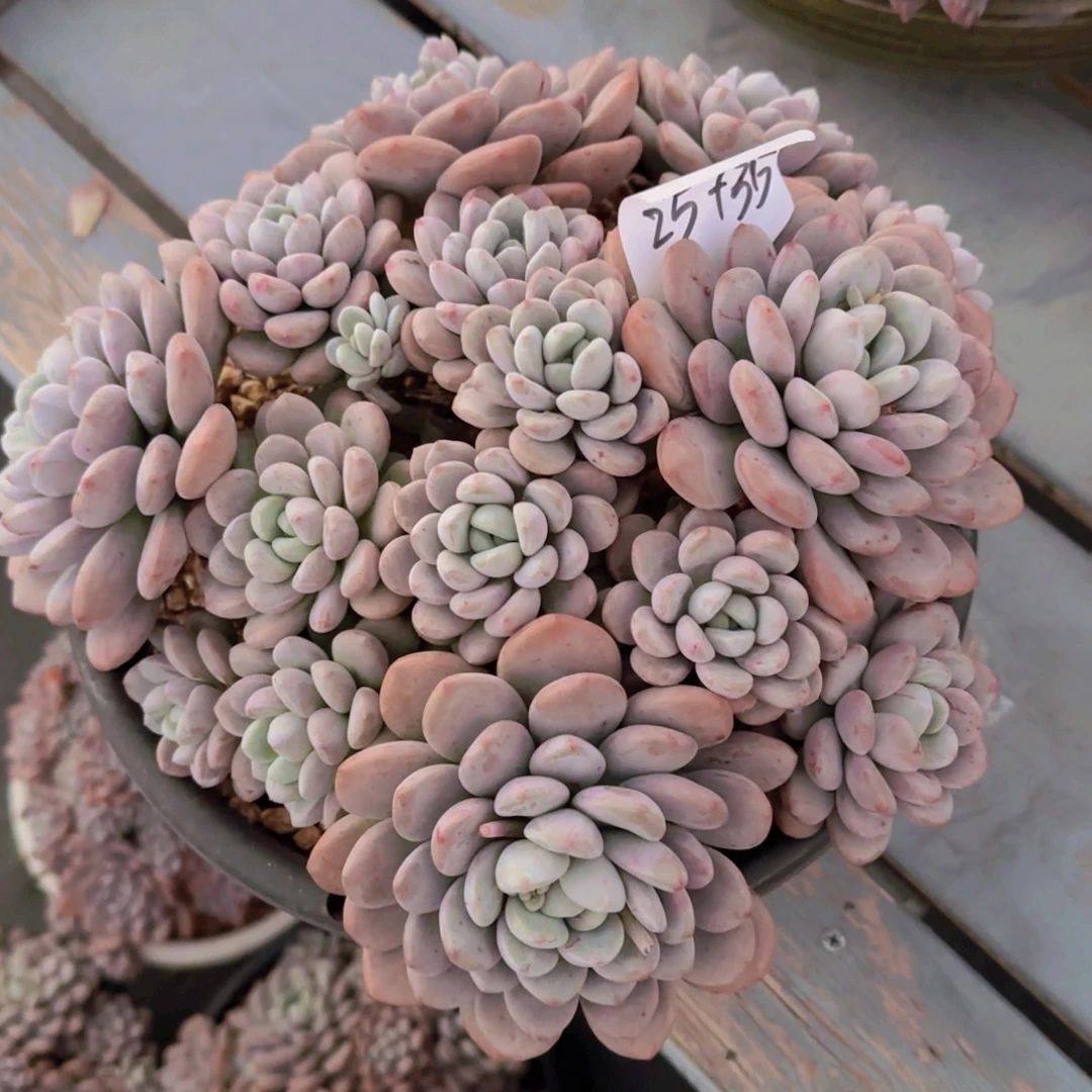 25-35貂蝉多肉植物