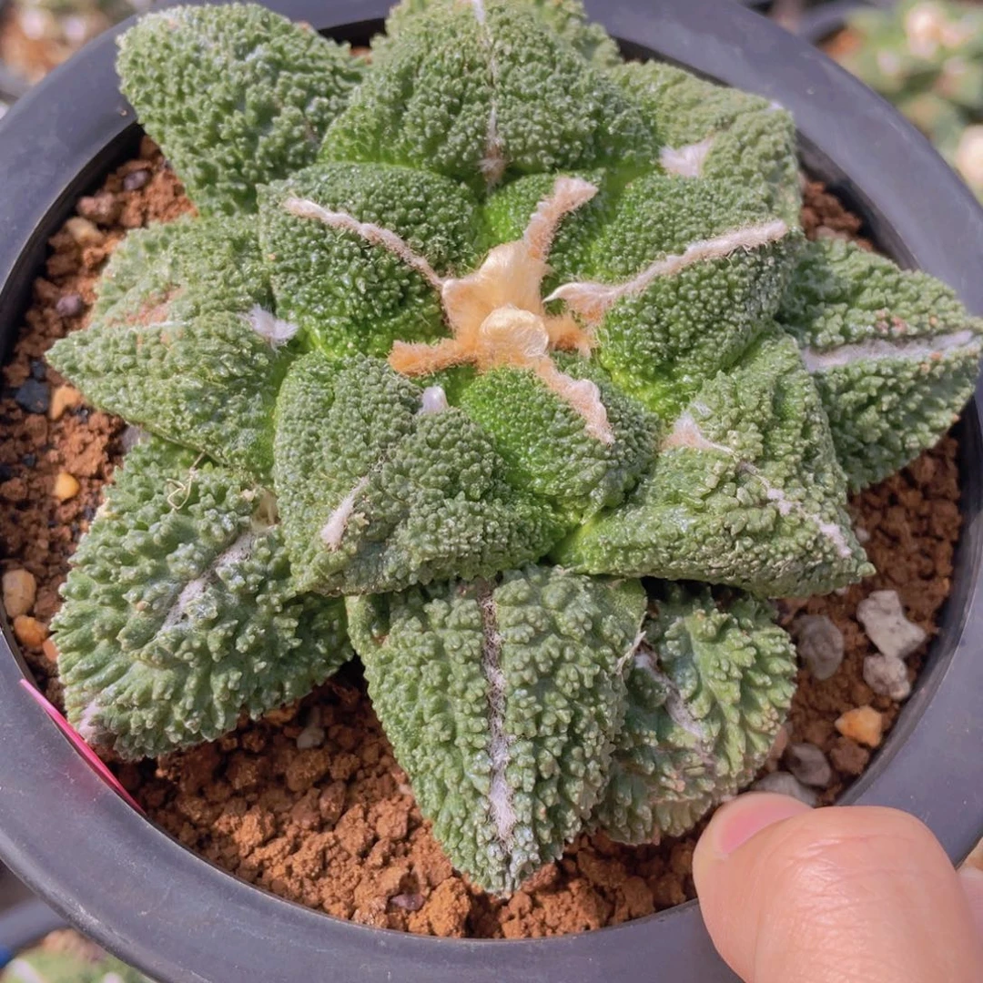 自根细颗粒哥斯拉