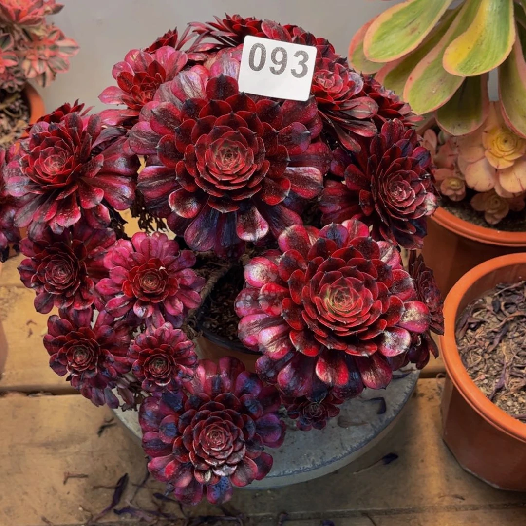 7***妹多肉植物美姬砍头朵朵093