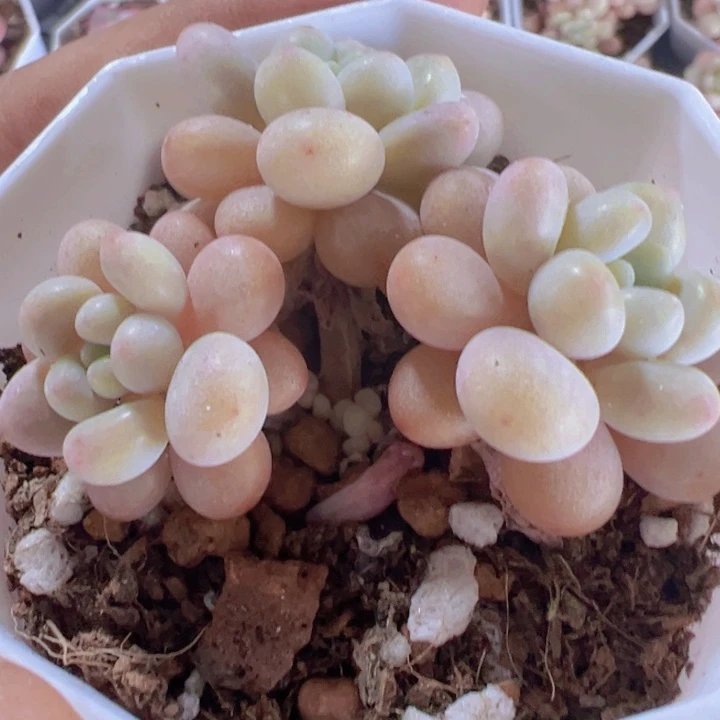 洛可可精品多肉植物大战