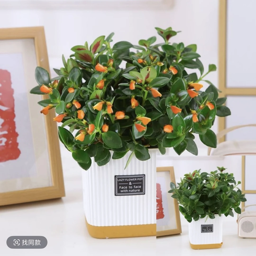 9【聚财金鱼】金鱼吊兰盆栽室内客厅好养耐热耐寒花绿植吸甲醛花卉